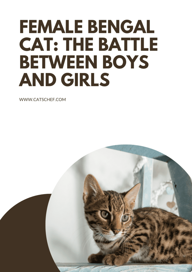 Female Bengal Cat: The Battle Between Boys And Girls