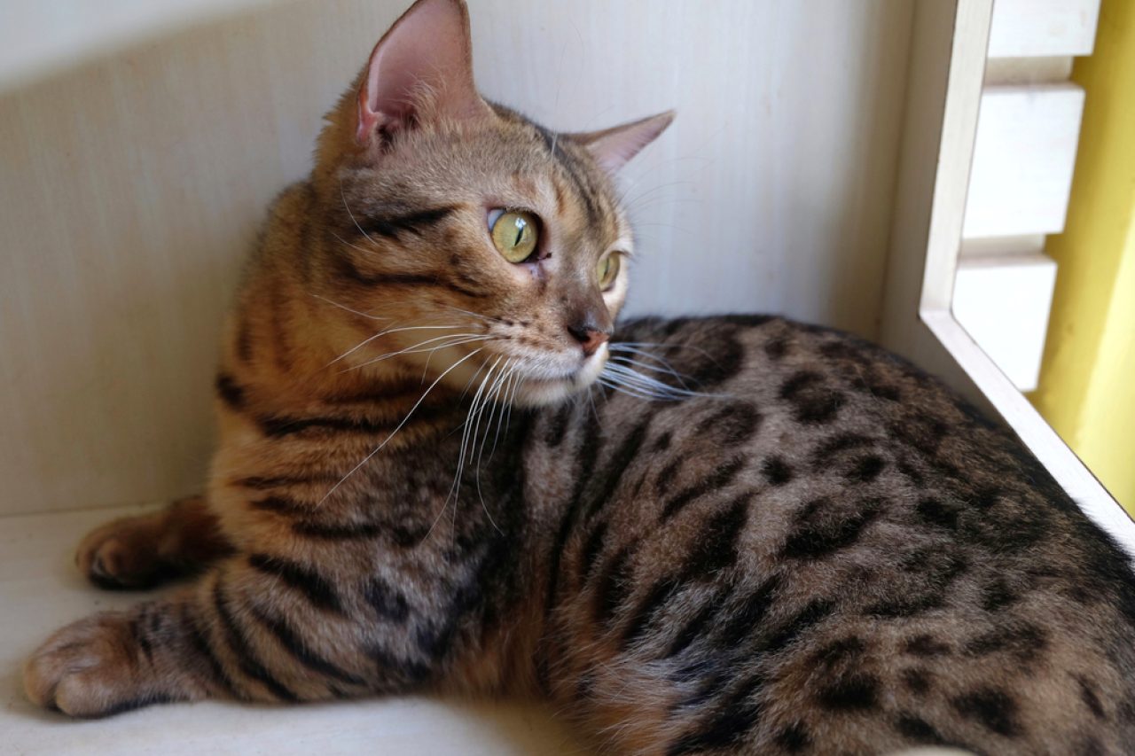 Genetta Cat The Short-Legged Leopard Of Your Dreams