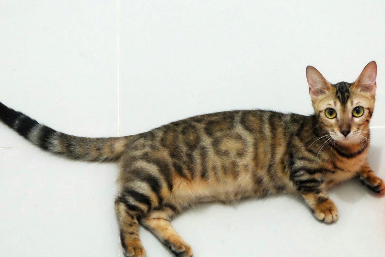 Genetta Cat The Short-Legged Leopard Of Your Dreams