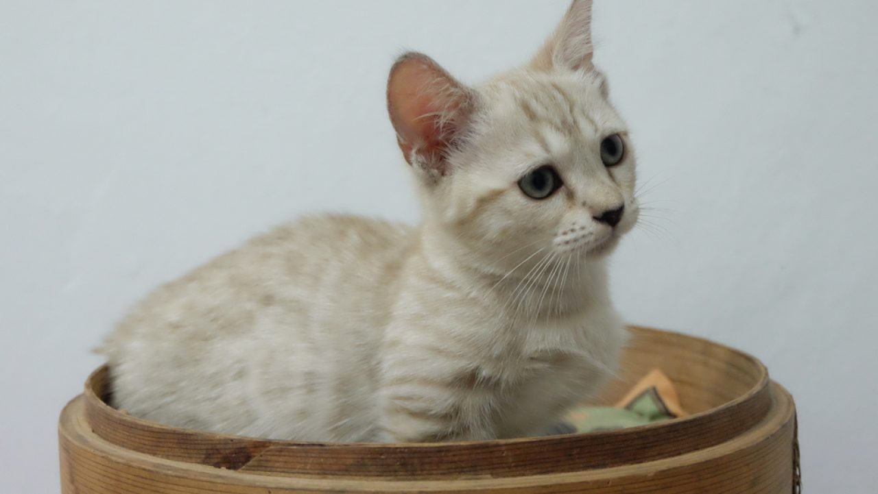 Genetta Cat The Short-Legged Leopard Of Your Dreams