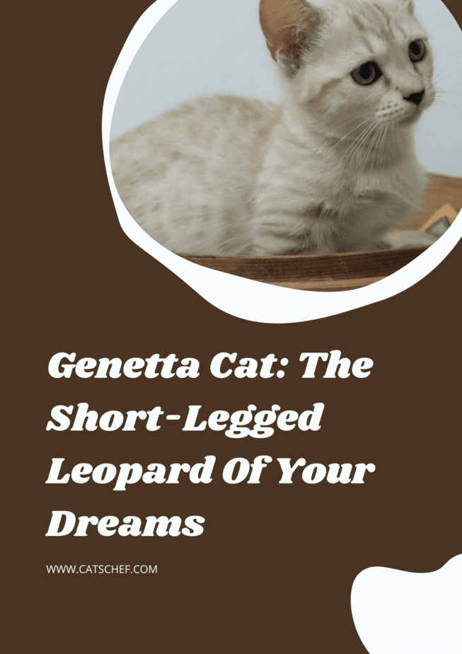 Genetta Cat: The Short-Legged Leopard Of Your Dreams