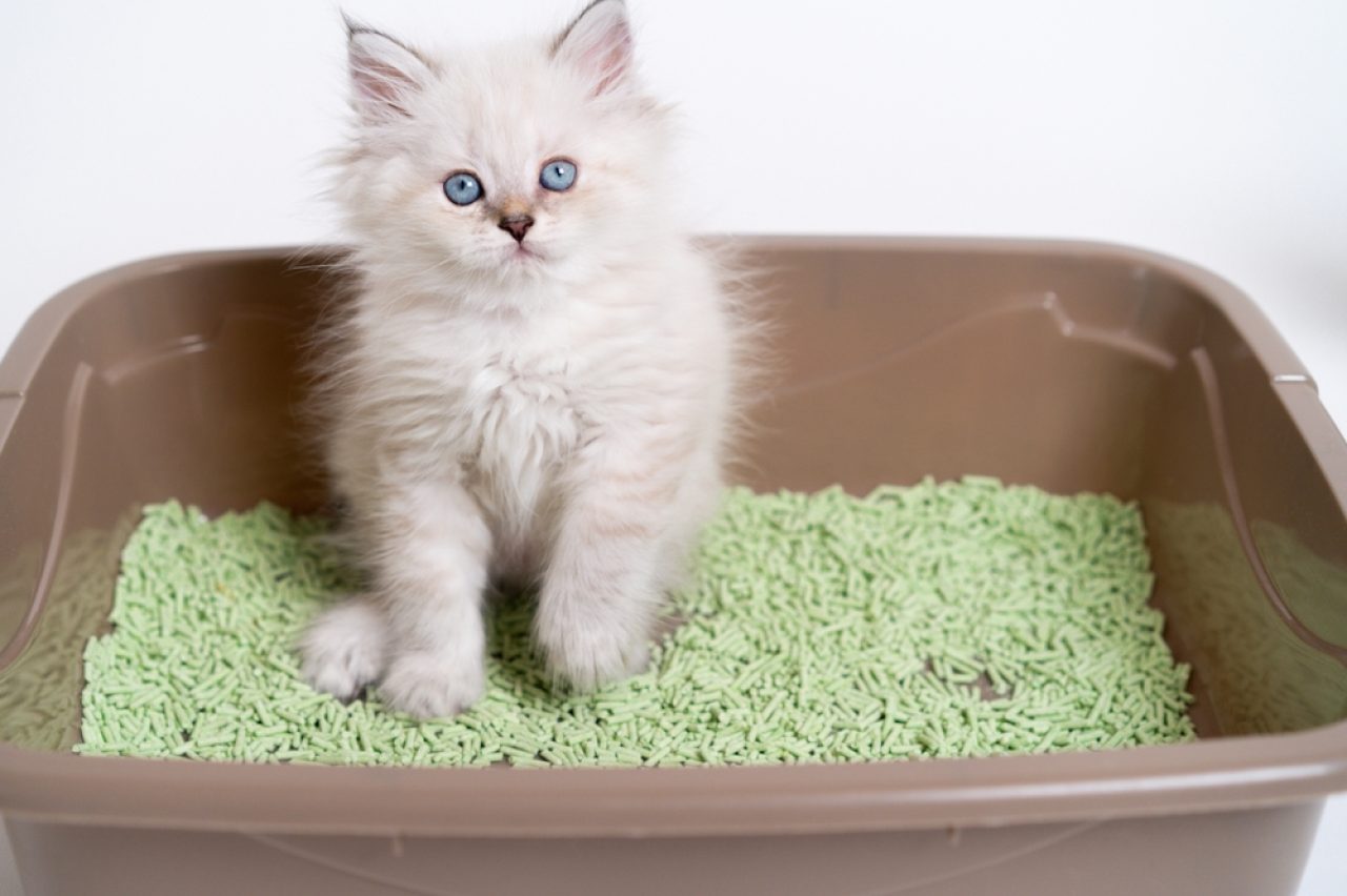 Green Cat Poop: What's Responsible For The Swampy Color?