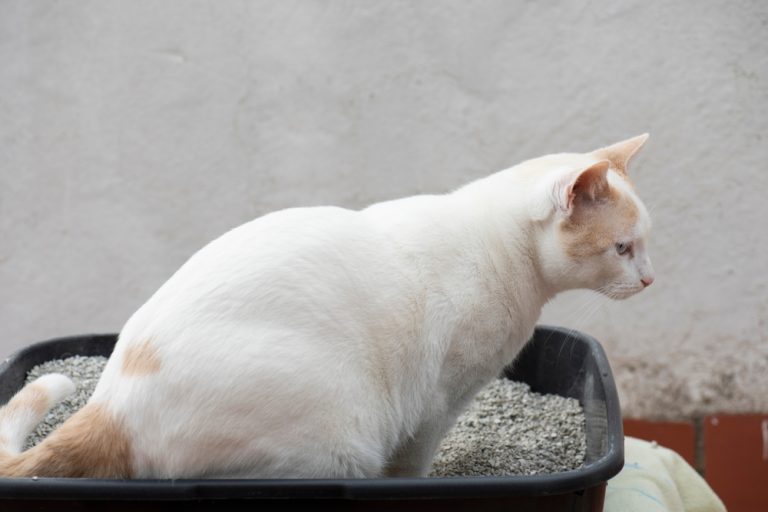 Green Cat Poop What's Responsible For The Swampy Color?