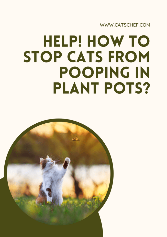 Help! How To Stop Cats From Pooping In Plant Pots?