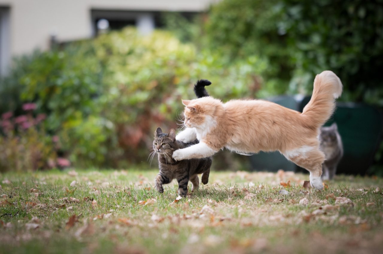 Hiper Bir Kedi Nasıl Sakinleştirilir? Onu Sakinleştirmenin 8 Yolu