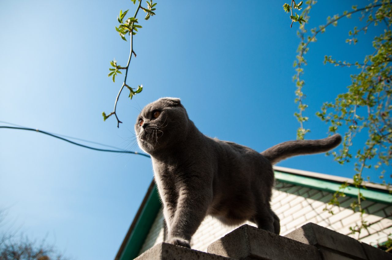 Hiper Bir Kedi Nasıl Sakinleştirilir? Onu Sakinleştirmenin 8 Yolu