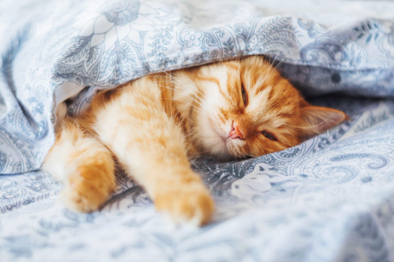 How To Keep A Cat Off The Bed: Tips For A Good Night's Sleep