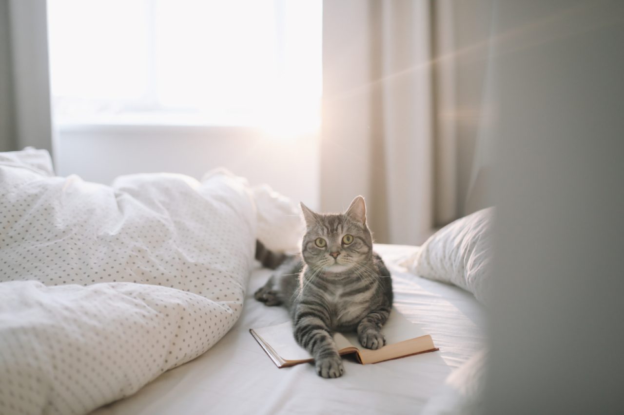 How To Keep A Cat Off The Bed: Tips For A Good Night's Sleep