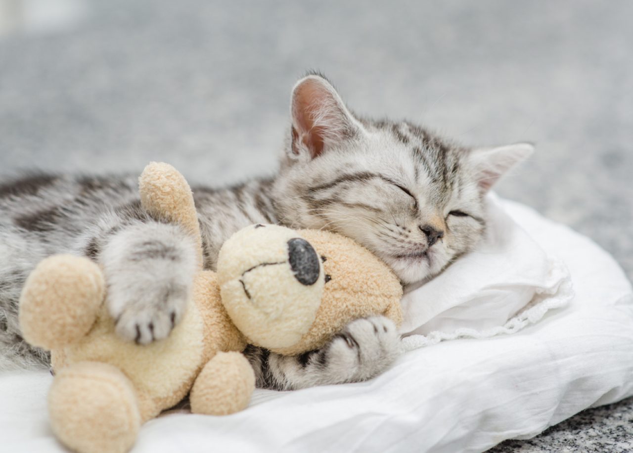 How To Keep A Cat Off The Bed: Tips For A Good Night's Sleep