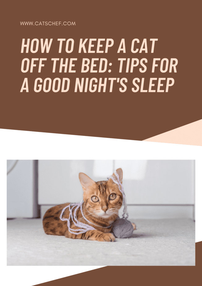 How To Keep A Cat Off The Bed: Tips For A Good Night's Sleep