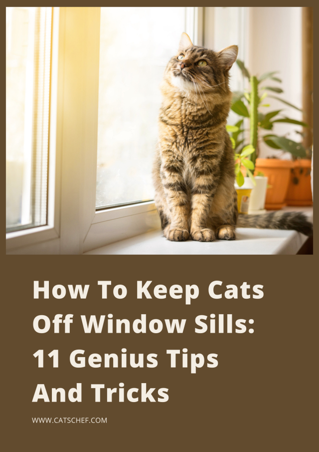How To Keep Cats Off Window Sills 11 Genius Tips And Tricks