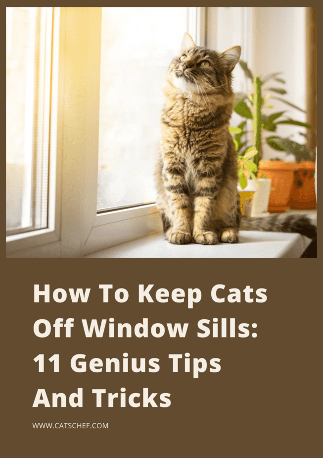 Kediler Pencere Pervazlarından Nasıl Uzak Tutulur? 11 Dahice İpucu ve Püf Noktası