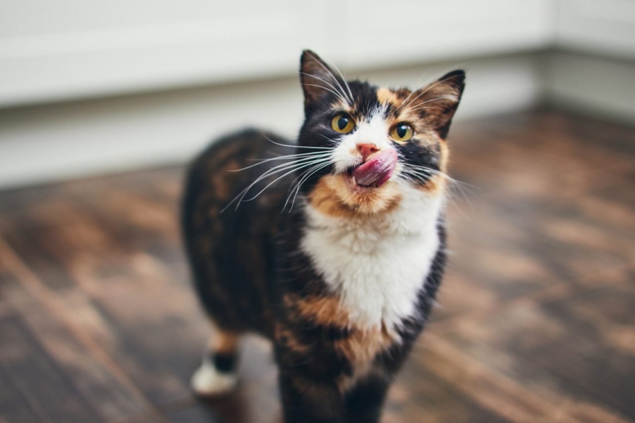 Bir Kedinin Aç Olduğunu Nasıl Anlarsınız 6 Belirgin İşaret