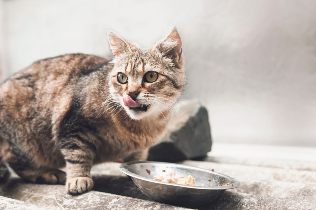 Bir Kedinin Aç Olduğunu Nasıl Anlarsınız 6 Belirgin İşaret