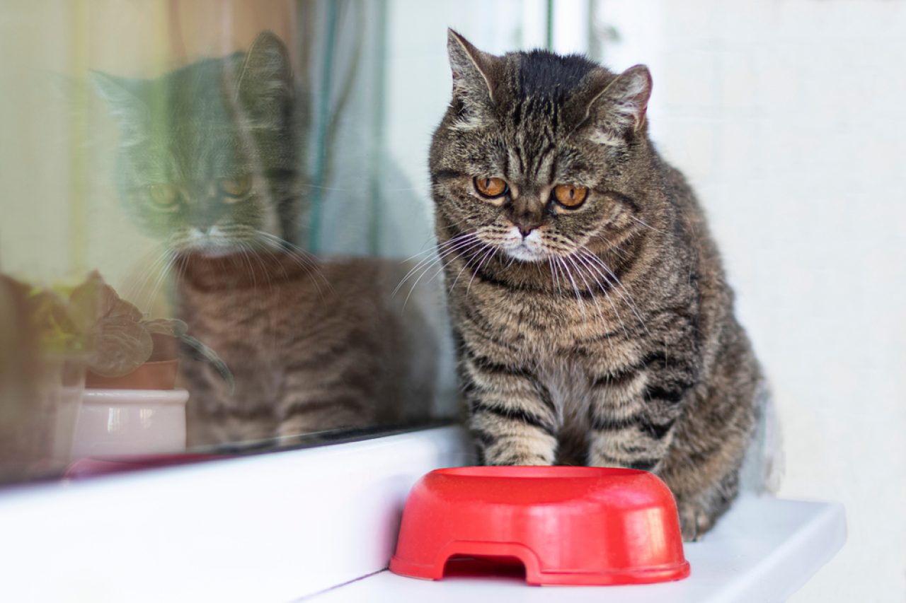 How To Soften Dry Cat Food: 5 Tips And Tricks That Work