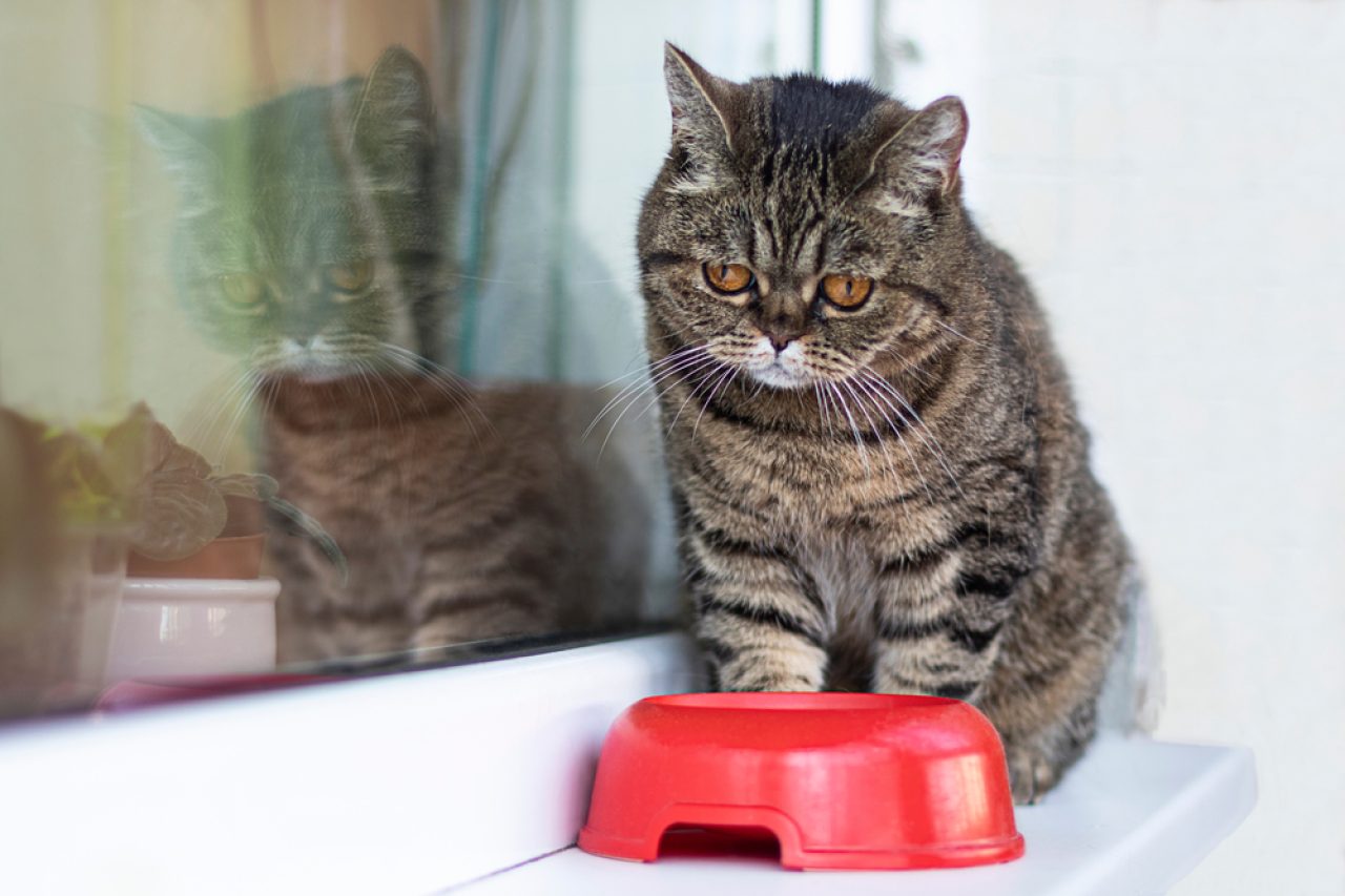 Kuru Kedi Maması Nasıl Yumuşatılır: İşe Yarayan 5 İpucu ve Püf Noktası