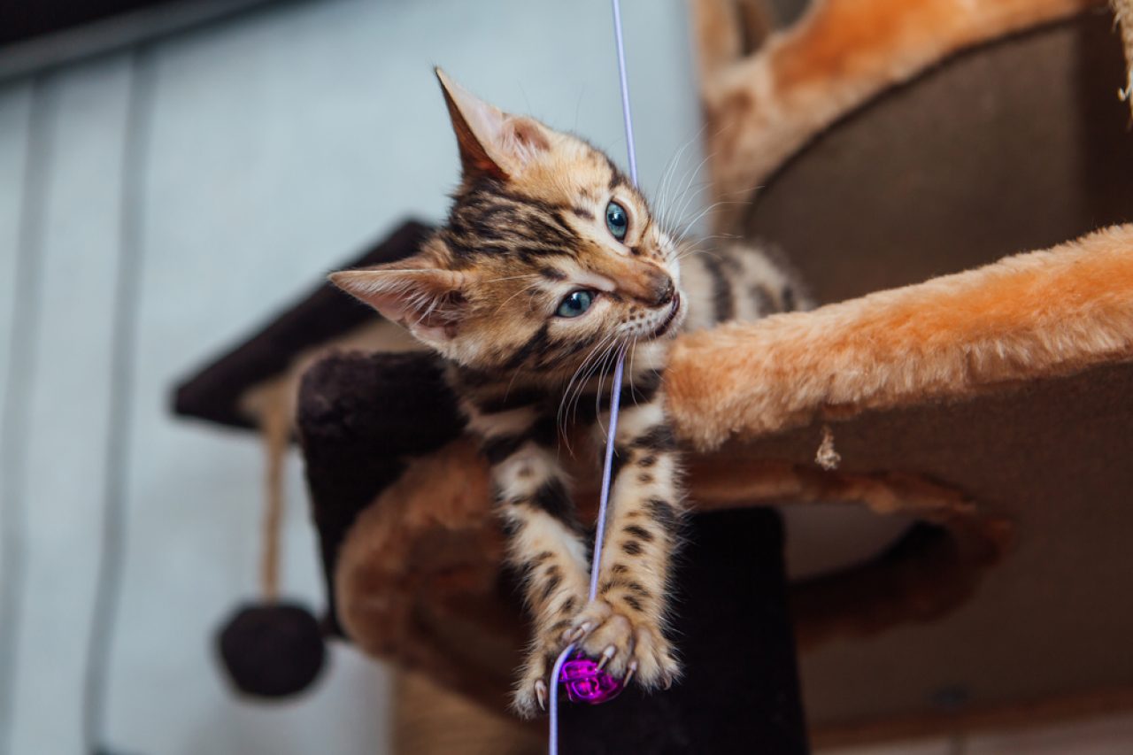 How To Train A Bengal Cat Can You Teach Them New Tricks