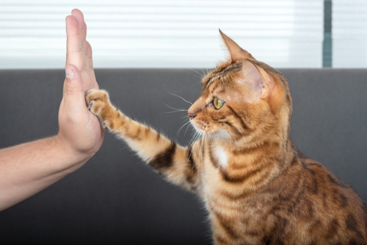 How To Train A Bengal Cat Can You Teach Them New Tricks