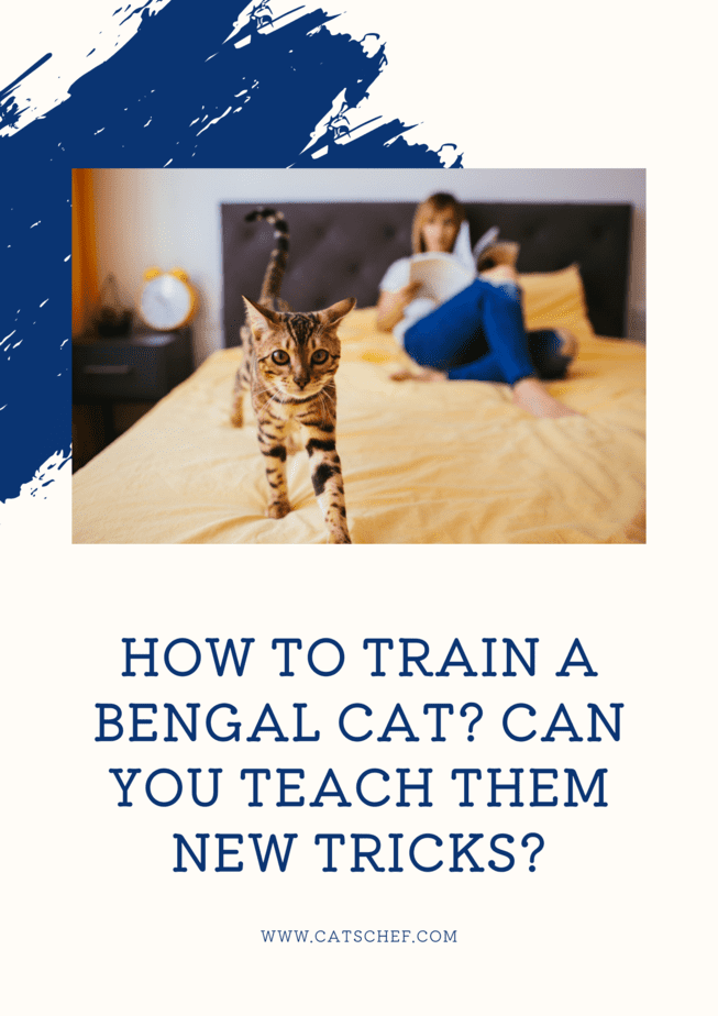 How To Train A Bengal Cat? Can You Teach Them New Tricks?