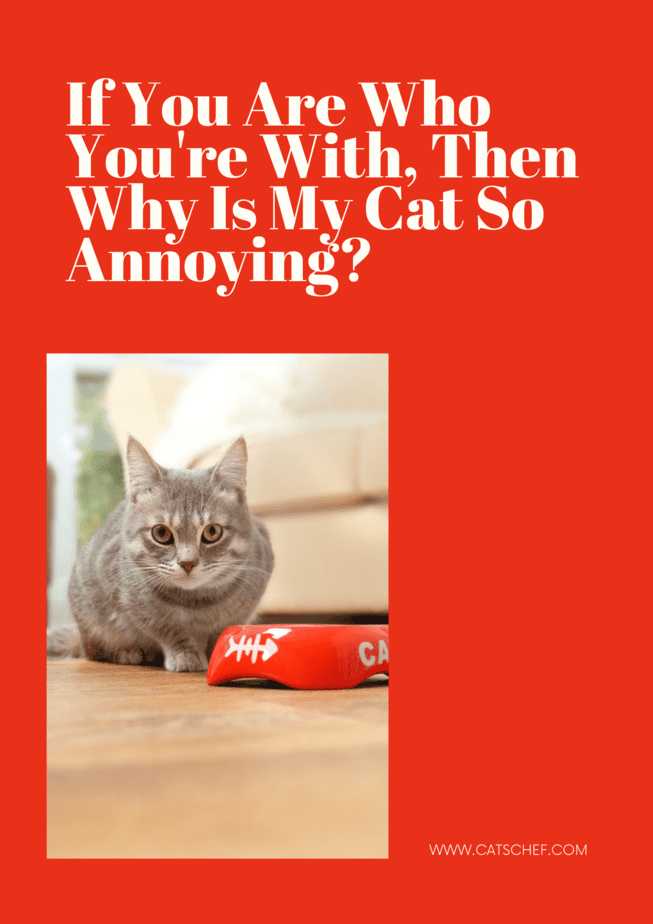 If You Are Who You're With, Then Why Is My Cat So Annoying?