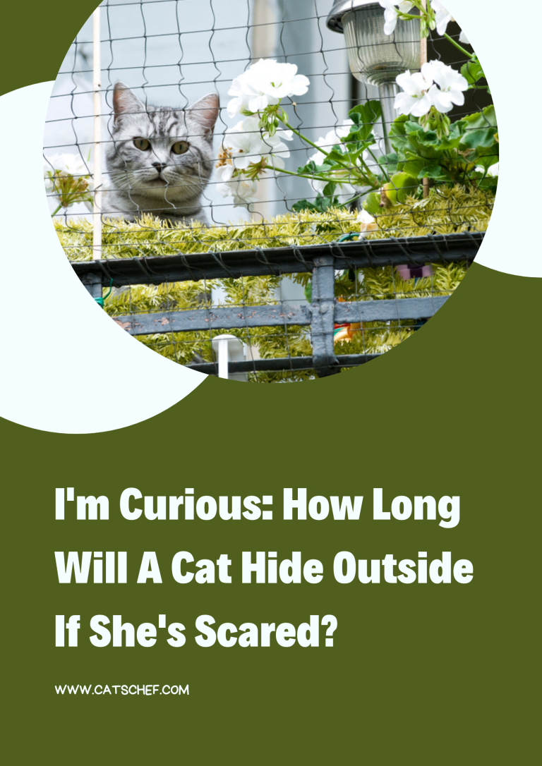 I'm Curious How Long Will A Cat Hide Outside If She's Scared?