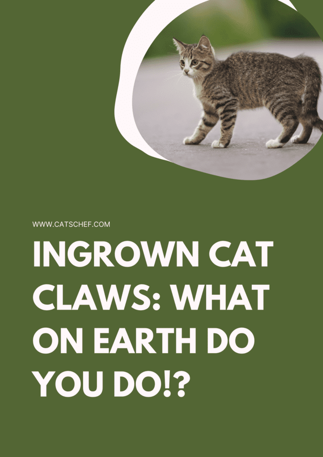 Ingrown Cat Claws: What On Earth Do You Do!?