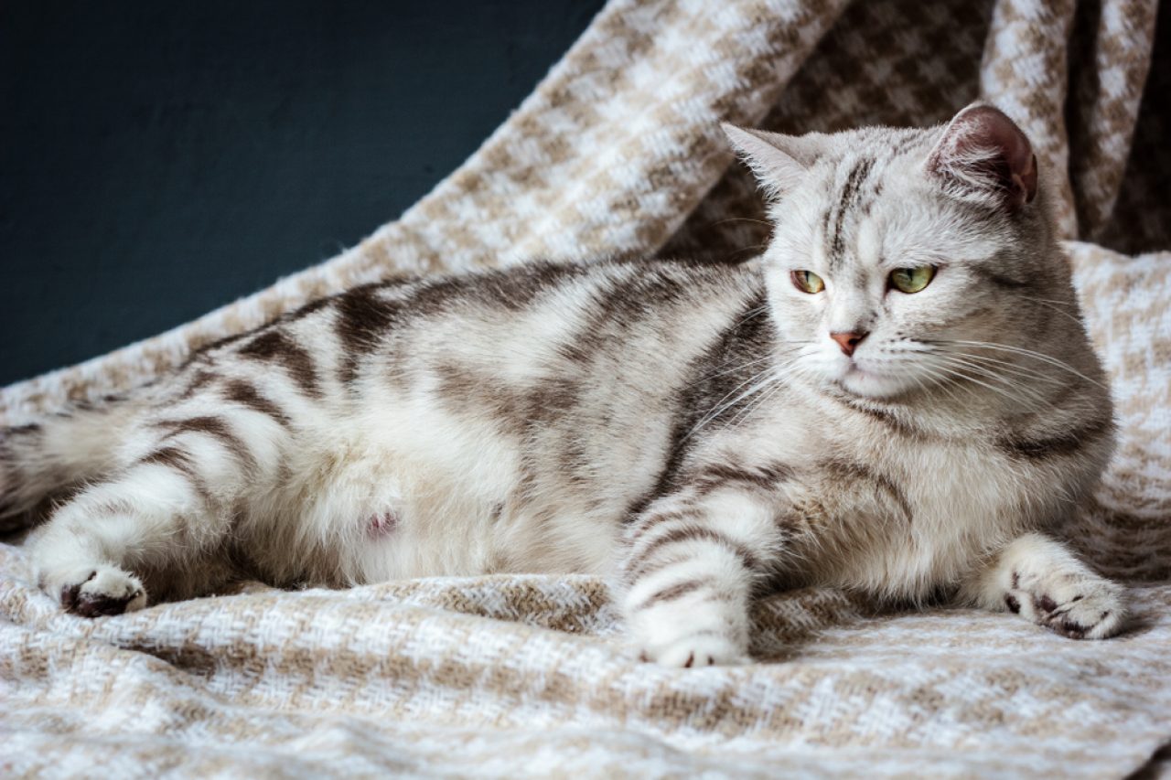 Is My Cat Fat Or Pregnant? Signs Of Feline Pregnancy