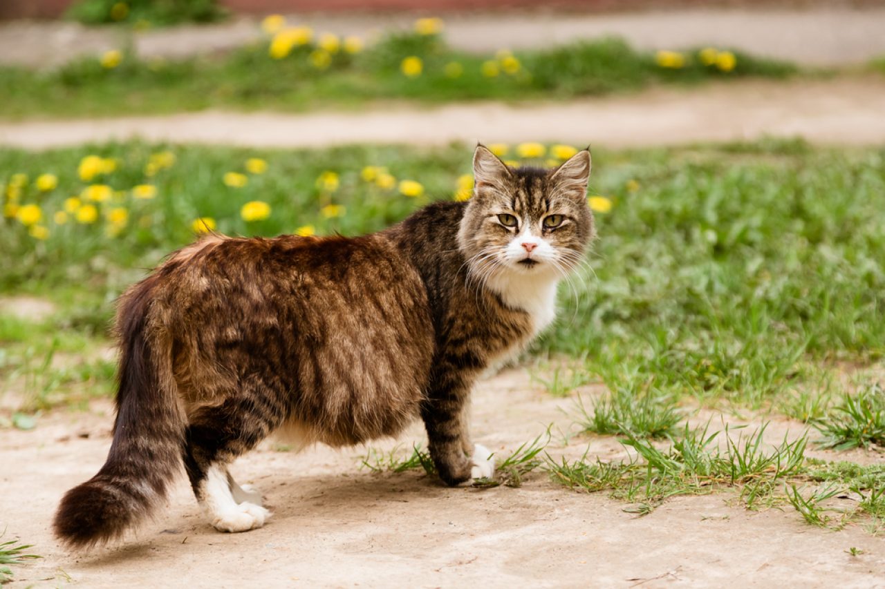 Is My Cat Fat Or Pregnant? Signs Of Feline Pregnancy