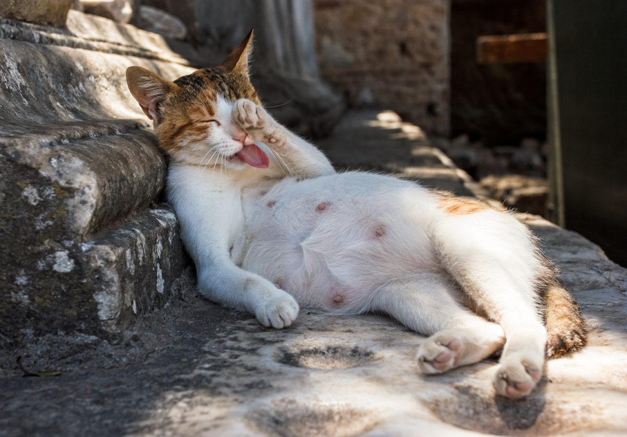 Is My Cat Fat Or Pregnant? Signs Of Feline Pregnancy