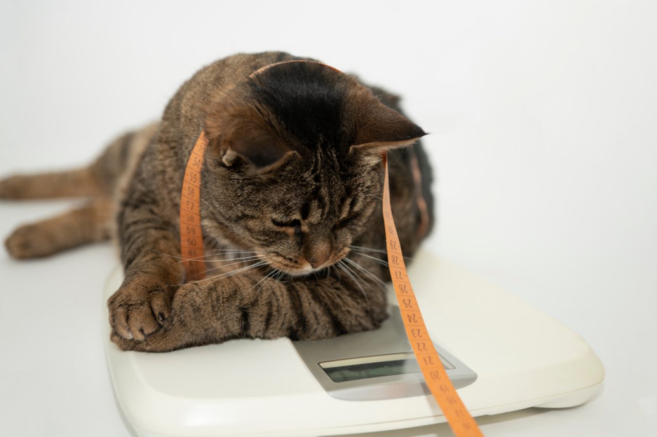 Is My Cat Fat Or Pregnant? Signs Of Feline Pregnancy