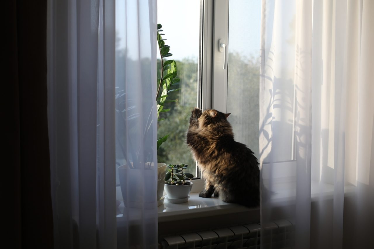 Is Your Cat Scratching Windows? What's The Catch?