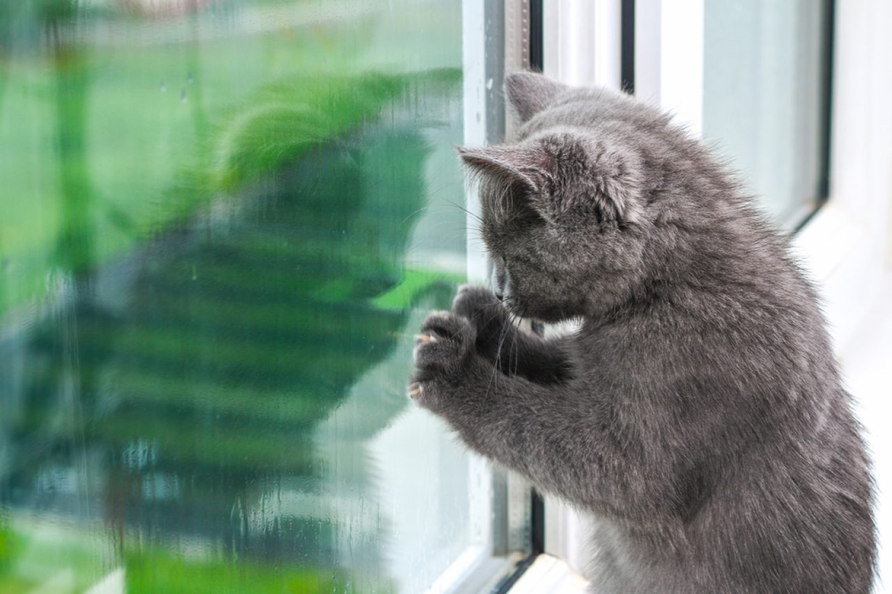 Is Your Cat Scratching Windows? What's The Catch?