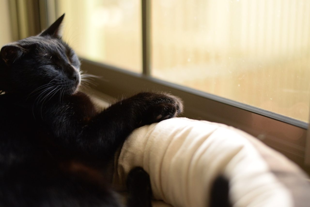 Is Your Cat Scratching Windows? What's The Catch?