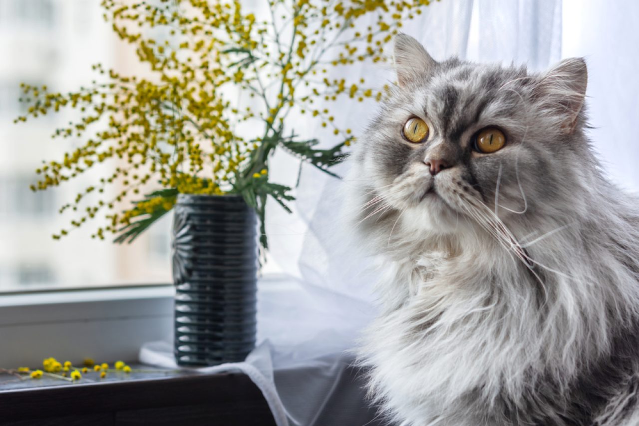 Is Your Cat Scratching Windows? What's The Catch?