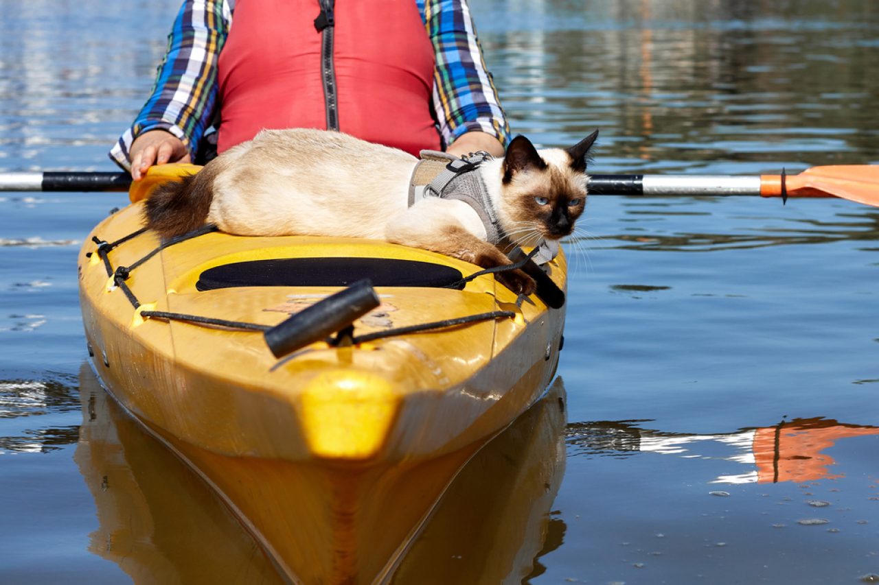 Cat Adventures: How To Go Kayaking With Your Cat?