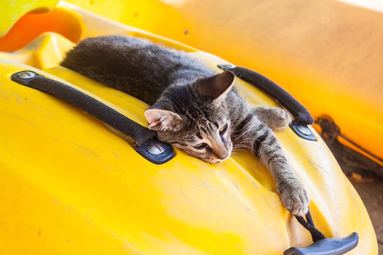 Cat Adventures: How To Go Kayaking With Your Cat?