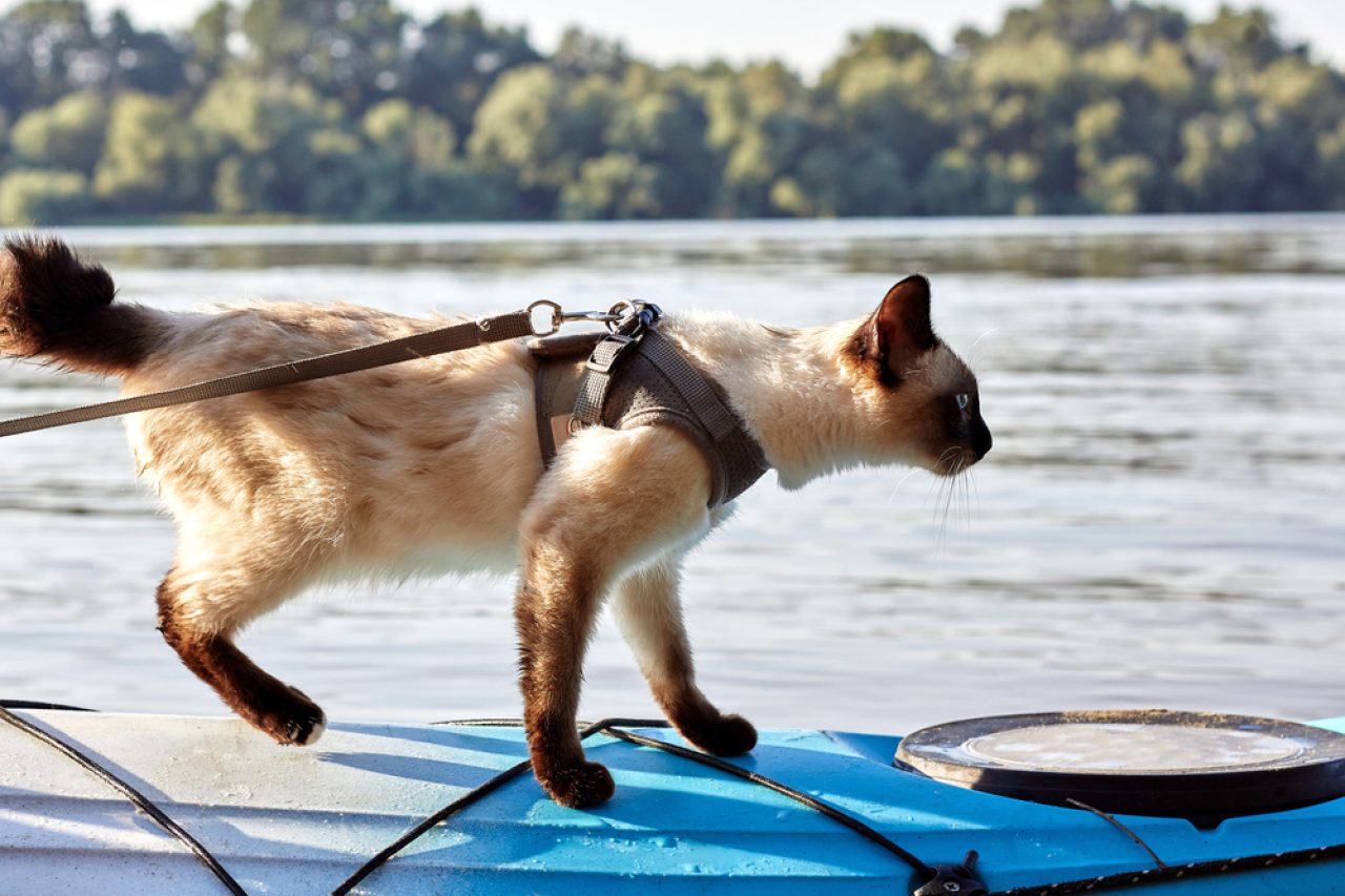 Cat Adventures: How To Go Kayaking With Your Cat?