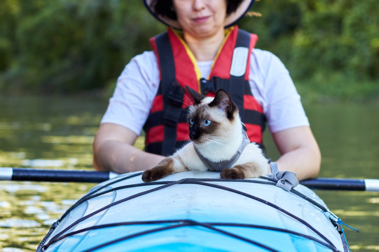 Cat Adventures: How To Go Kayaking With Your Cat?