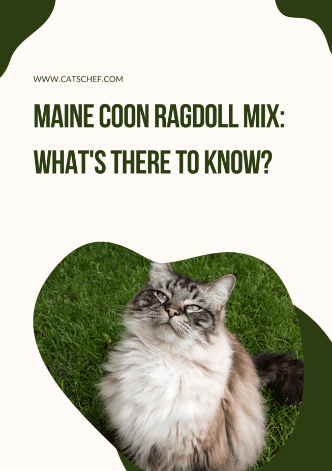 Maine Coon Ragdoll Karması: Bilinecek Ne Var?