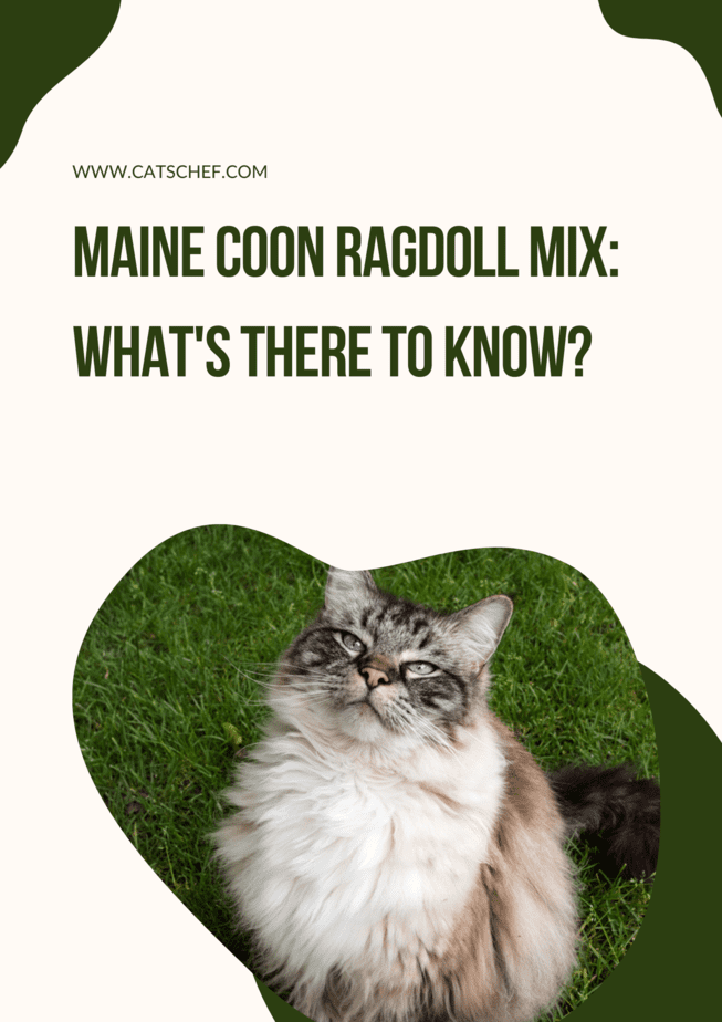 Maine Coon Ragdoll Mix: What's There To Know?