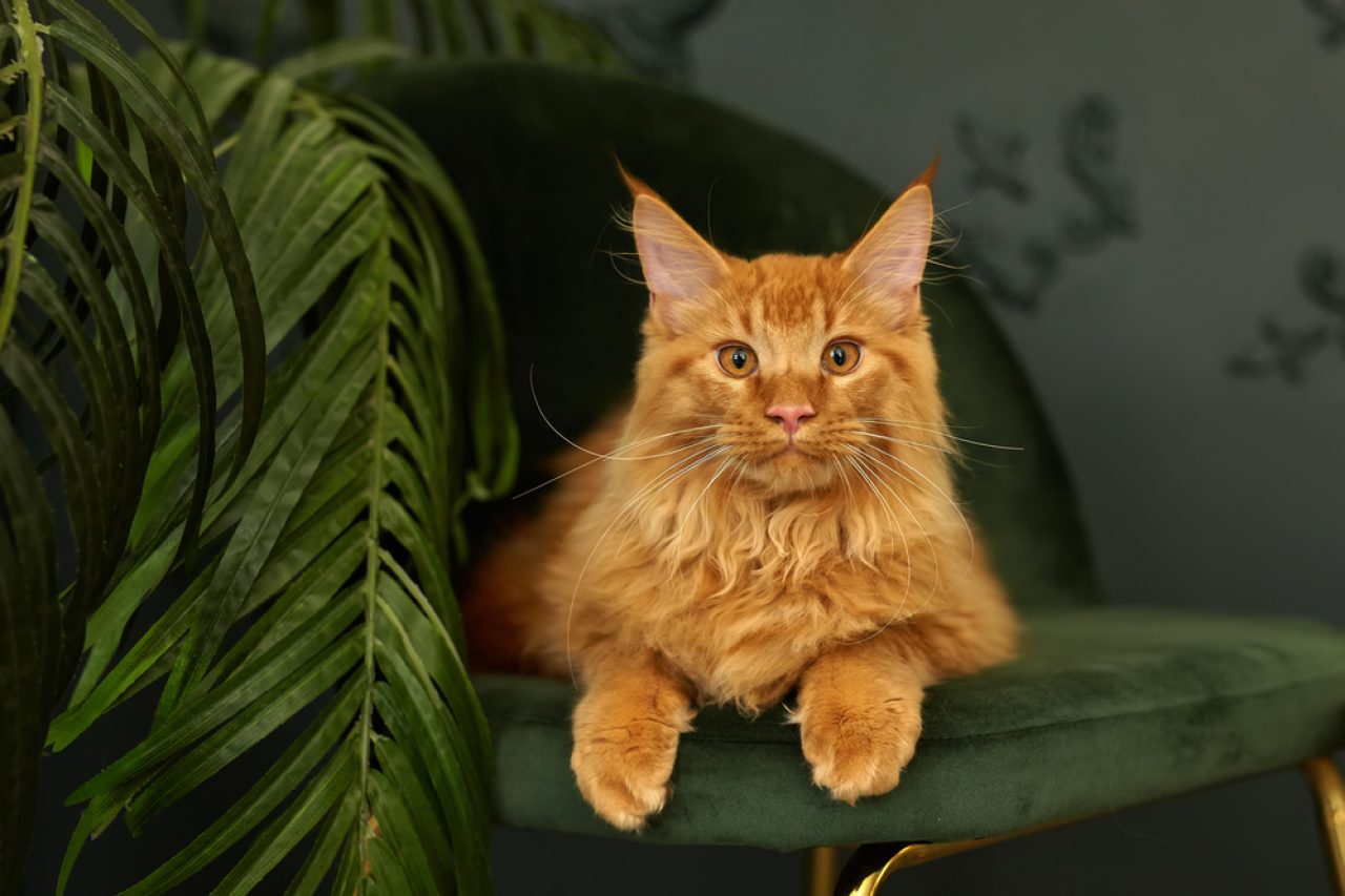 Maine Coon Trill Maine Coonları Neden Bu Kadar Çok Konuşur?