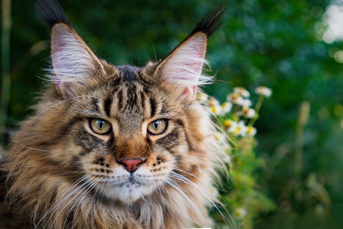 Maine Coon Whiskers