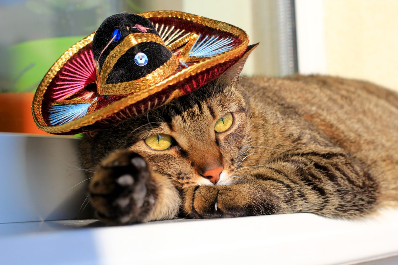 Mexican Cat Names 350+ Picks For Your Fluffy Taquito
