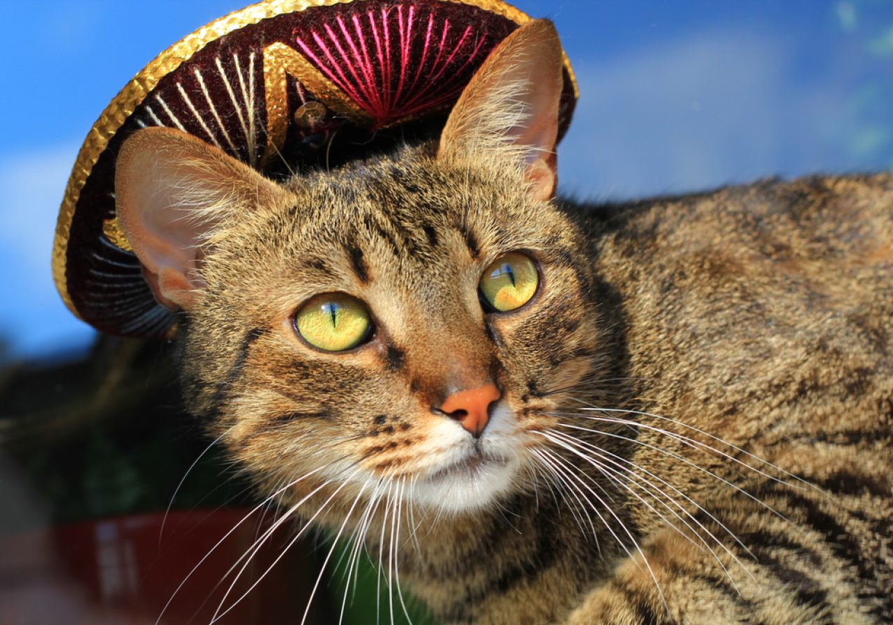 Mexican Cat Names: 350+ Picks For Your Fluffy Taquito