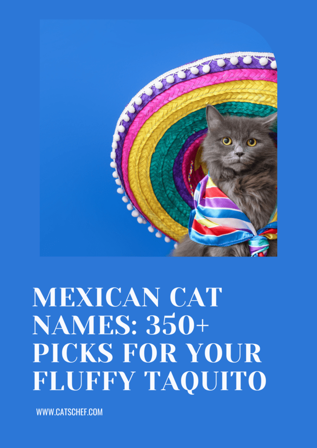 Mexican Cat Names: 350+ Picks For Your Fluffy Taquito