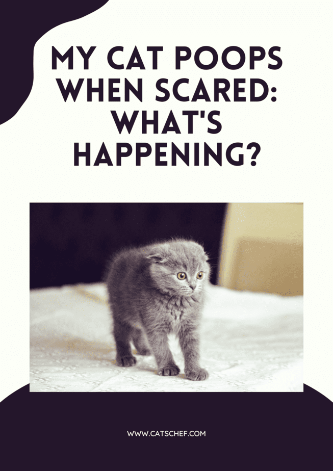 My Cat Poops When Scared: What's Happening?