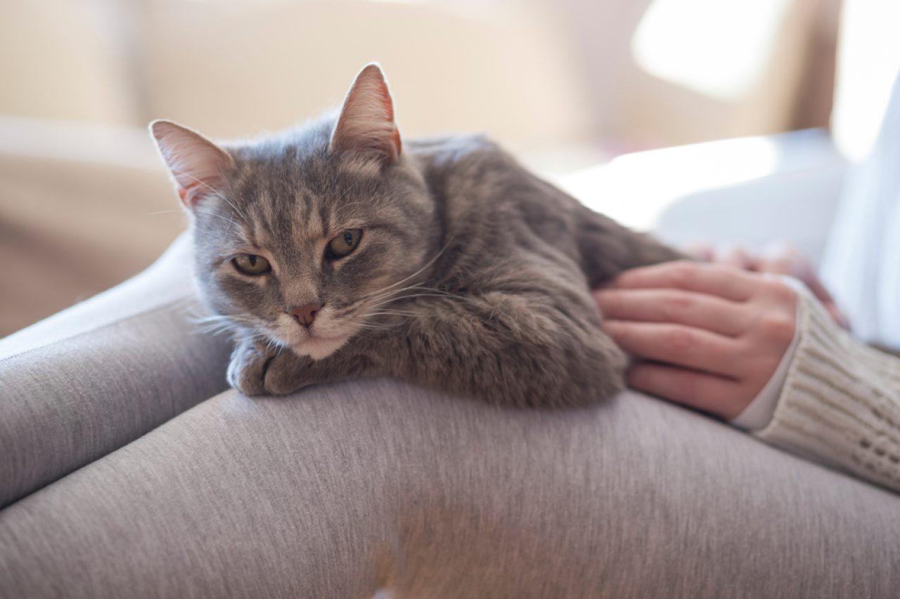 Needy Cat What's Happening With Your Furry Tagalong