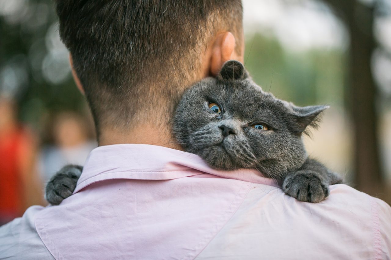 İhtiyaç Sahibi Kedi Tüylü Tagalong'unuza Neler Oluyor?