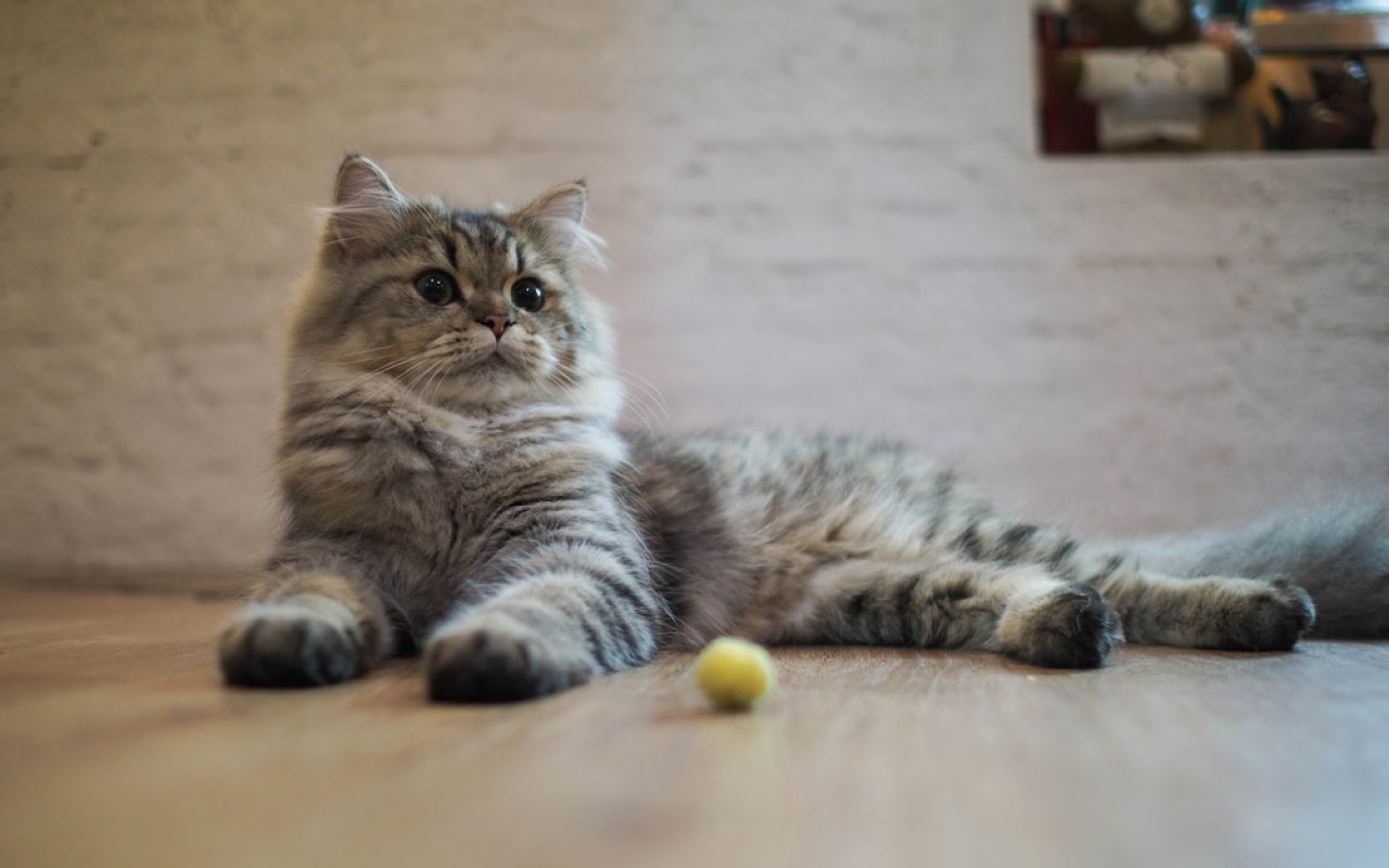 İhtiyaç Sahibi Kedi Tüylü Tagalong'unuza Neler Oluyor?