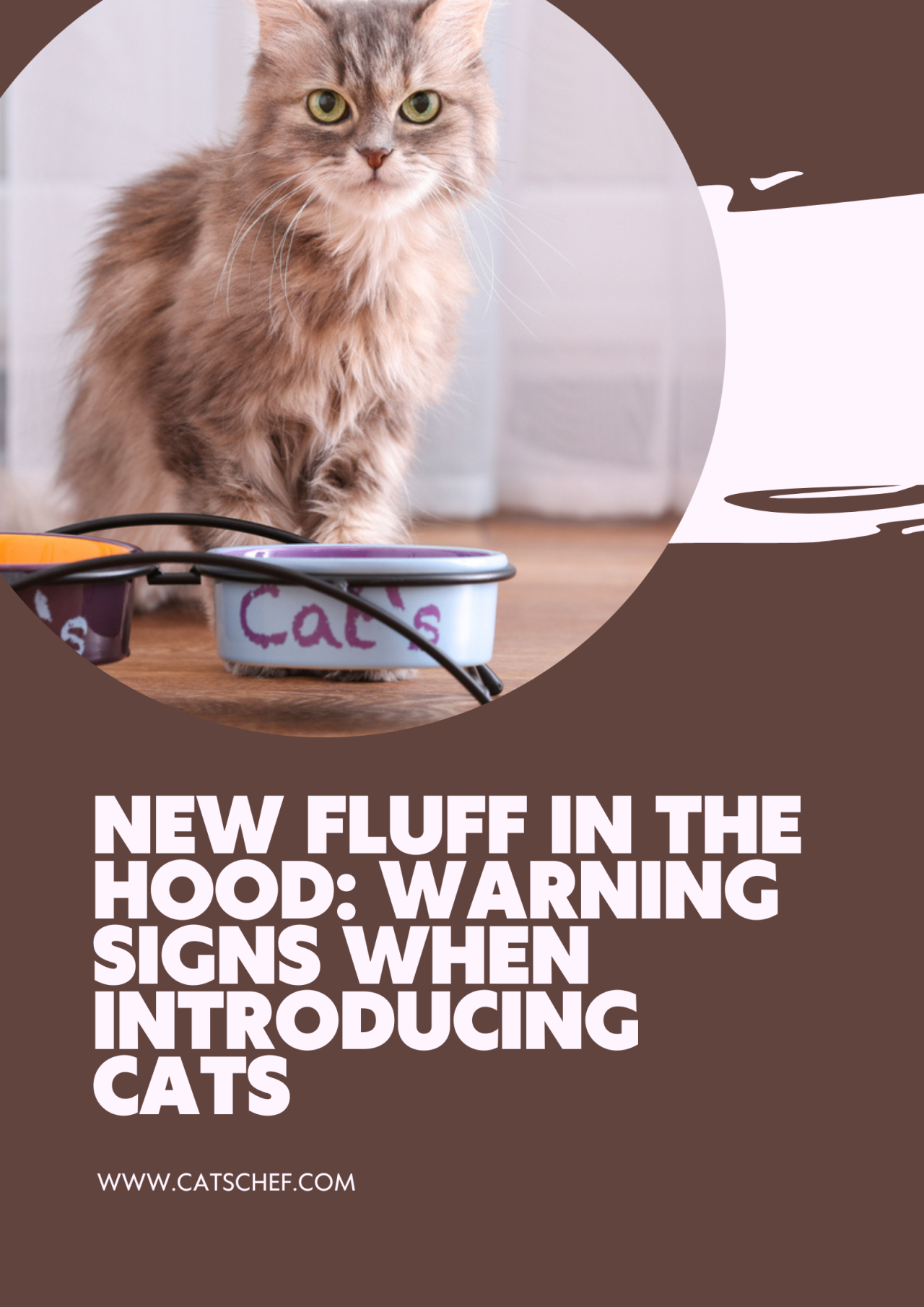 Fluff Sign New Fluff In The Hood: Warning Signs When Introducing Cats